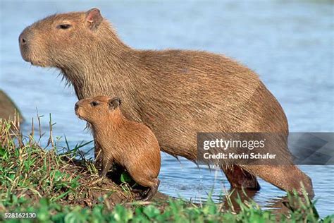 1,836 Capybara Stock Photos, High-Res Pictures, and Images - Getty Images