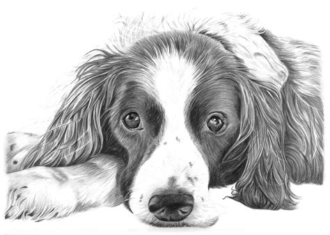 Dog Sketches Pencil