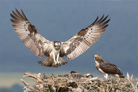 Birds of Prey: How to Find and Photograph Raptors | Nature TTL