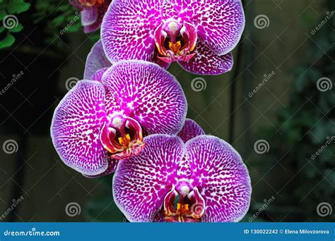 Beautiful Orchid Flower in the Garden. Violet Orchids Close Up Stock ...