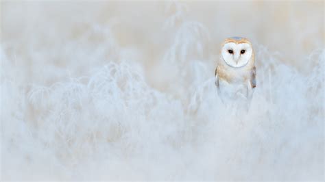 Barn Owl Winter – Bing Wallpaper Download