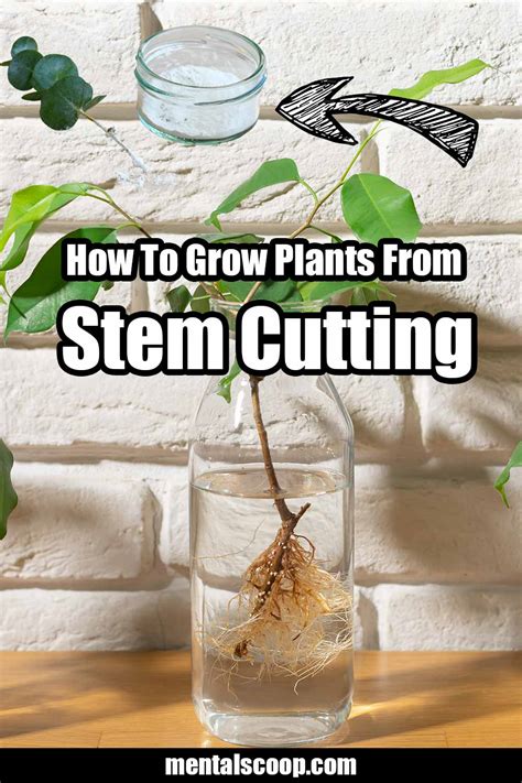 How-To-Grow-Plants-From-Stem-Cuttings - Mental Scoop