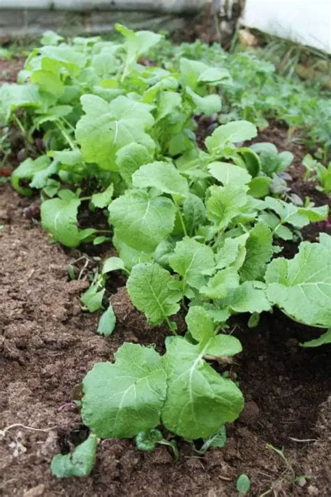 Turnip Greens [How to Grow and Cook] | Family Food Garden