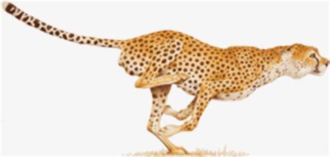 running cheetah clipart 10 free Cliparts | Download images on ...