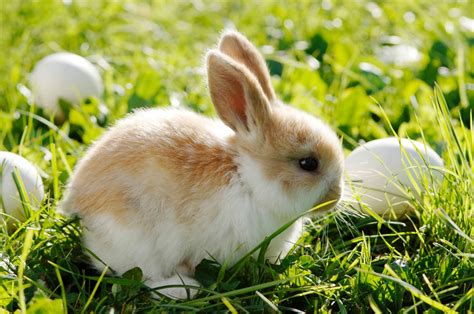 Cutest Easter Bunnies Photos - ABC News