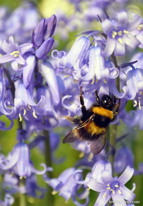 How to Grow Bluebells • Lovely Greens