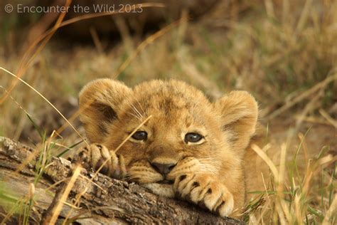 adorable lion cub - Lion cubs Photo (37858609) - Fanpop