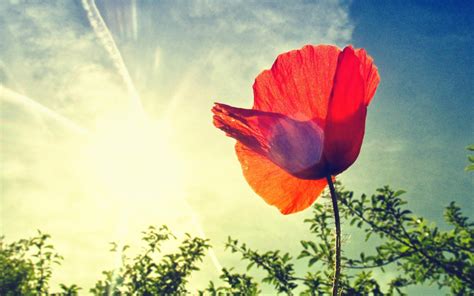 Poppy Flower Wallpapers - Wallpaper Cave