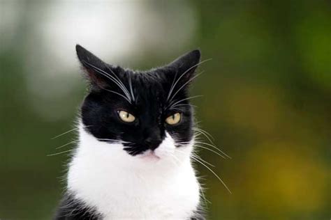 The 10 Cutest ＂Black & White＂ Cat Breeds