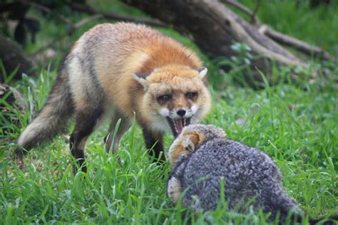 Red_Fox_vs_Grey_Fox_-_San_Joaquin_National_Wildlife_Refuge | Georgia ...