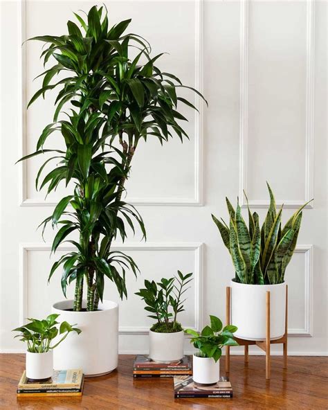 The Best Air Purifying Plants To Add To Your Home