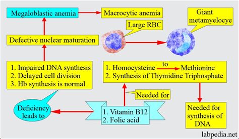 Pernicious Anemia Pathophysiology