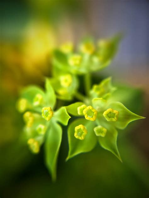 9 Tips For Beautiful Flower Macro Photography On iPhone