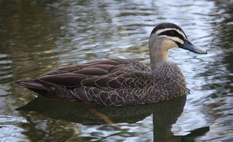 Pacific Black Duck – Profile | Traits | Facts | Habitat | Breeding ...