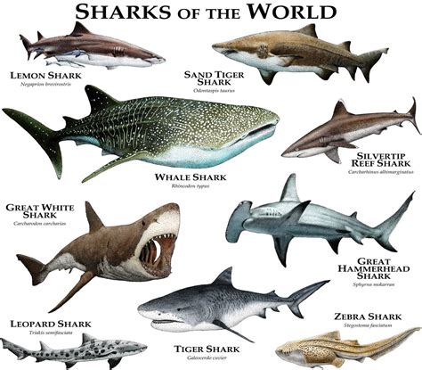 Sharks of the World Poster Print - Etsy | Types of sharks, Marine ...