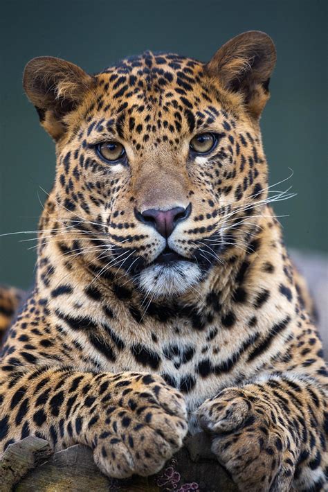 Cute Leopard | A very cute male sri lankan leopard | Predators Prey ...