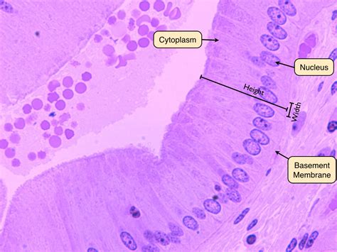 Histology Small Intestine Surface Epithelium Of Simple Columnar And ...