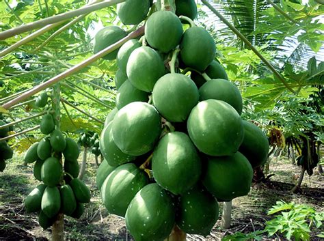 Growing papaya tree | How to grow Papaya in a container