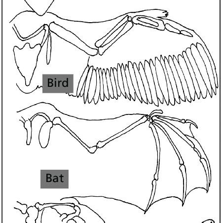 1 Convergent evolution of wing and arm structure in pterodactyls ...