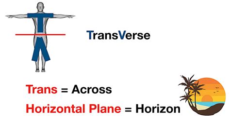 Body Planes and Sections: Anatomical Position, Directional Term ...