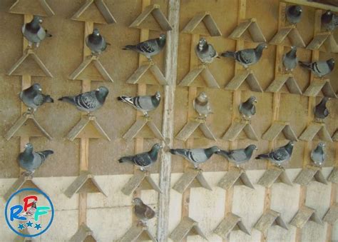 several birds are perched on the bars of a fence that is made of ...