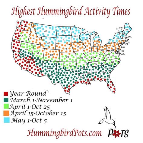 Pin on MISC. | Birds bees butterflies, Humming bird feeders, Hummingbird