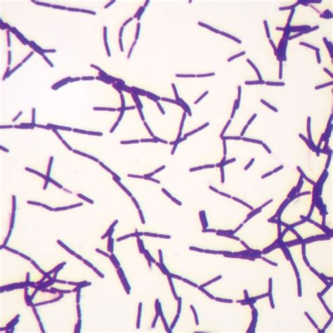 Typical Bacillus Bacteria Microscope slides | Carolina.com