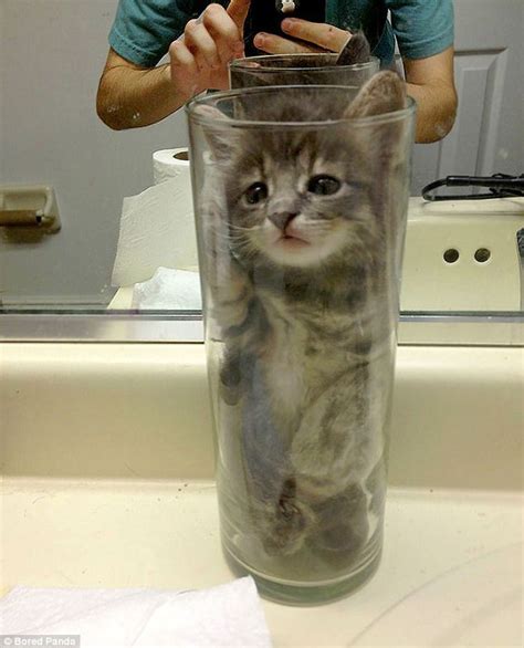 Cats stuck in jars: The funniest pictures of moggies online | Daily ...