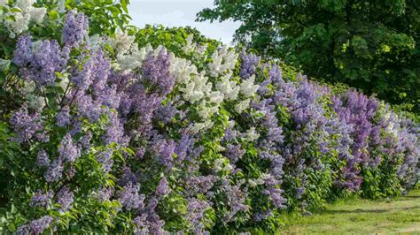 Lilac Bush Care Guide: How to Plant and Grow for Lilac Bush