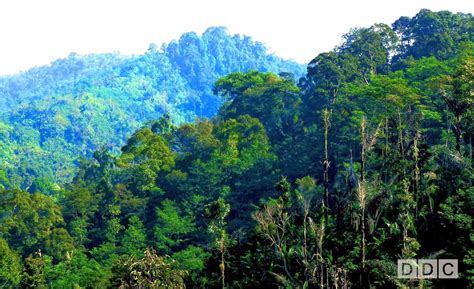 Hutan Indonesia - Kekayaan dan Kompleksitas Masalah