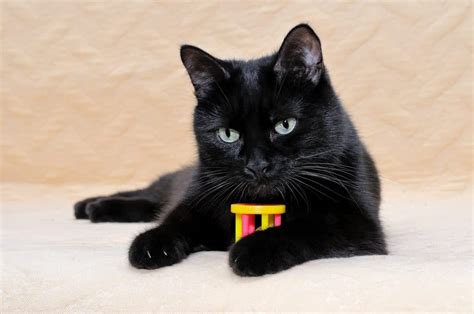 Black Cat Breeds: 11 Breeds With Gorgeous Dark Coats