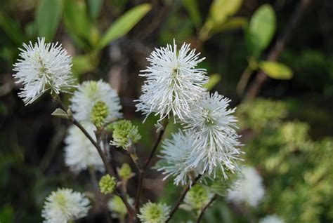 Fothergilla major 'Mt. Airy' – Nurseries Caroliniana