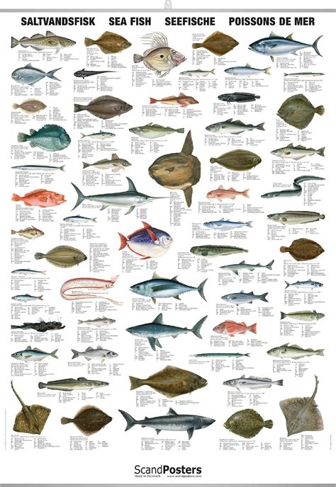 Species Of Ocean Fish