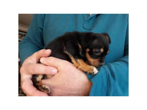 little male Jack Chi puppy to rehome Toledo - Puppies for Sale Near Me