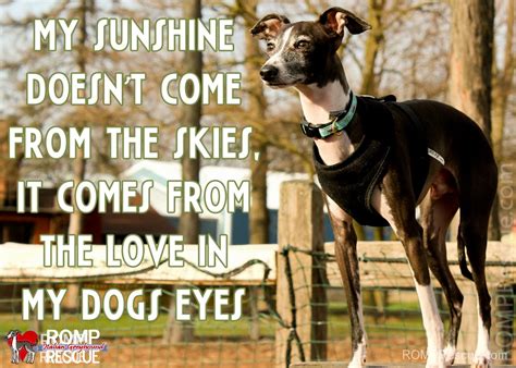 Italian Greyhound Memes - part 1 - ROMP Italian Greyhound Rescue ...