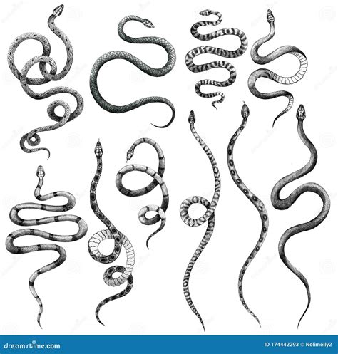 Set of Different Snakes Pencil Drawing, Vintage Style Graphic Black and ...