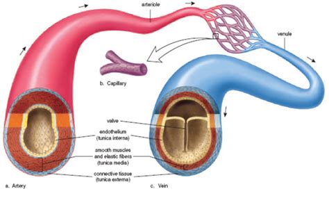 What are Blood Vessels? Types, Structure, & Functions | hubpages