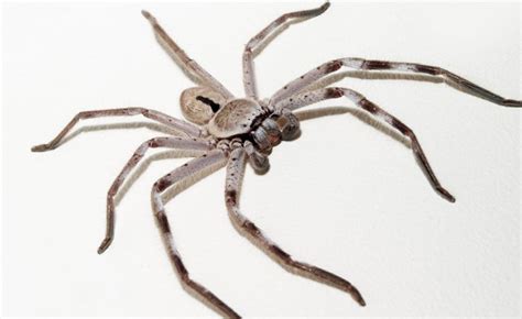 Huntsman spider (Sparassidae family) Page 1 of 0 - Australia ...