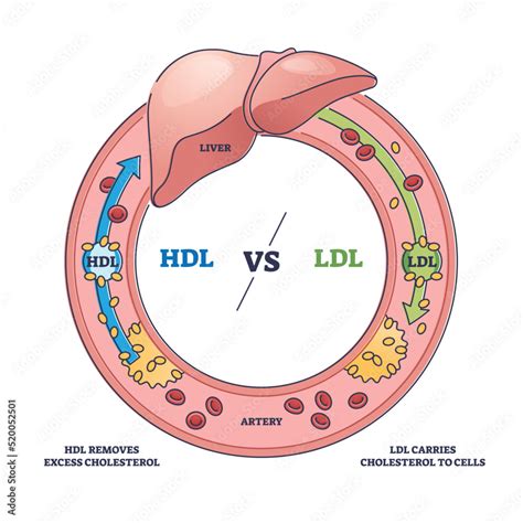 Cholesterol Diagram