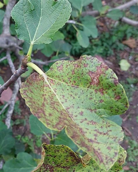 9 Common Fig Tree Diseases (With Pictures) – World of Garden Plants