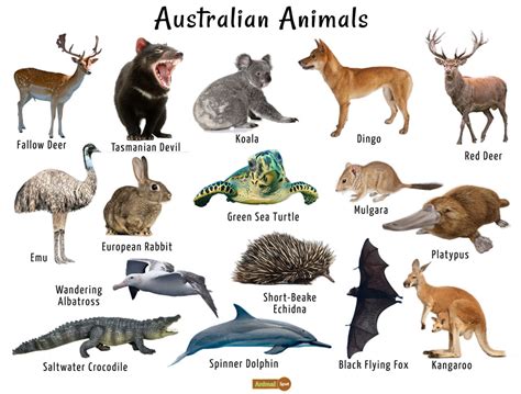 Australian Animals List, Facts, Conservation, Pictures | Australia ...