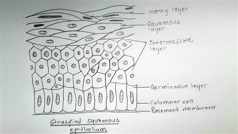 39 simple columnar epithelium diagram - Wiring Diagrams Manual