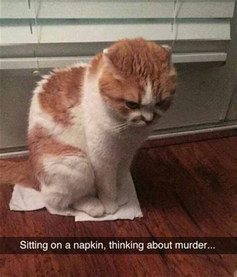 Funniest Cat Memes - 20 Pics – FunnyFoto - Page 16