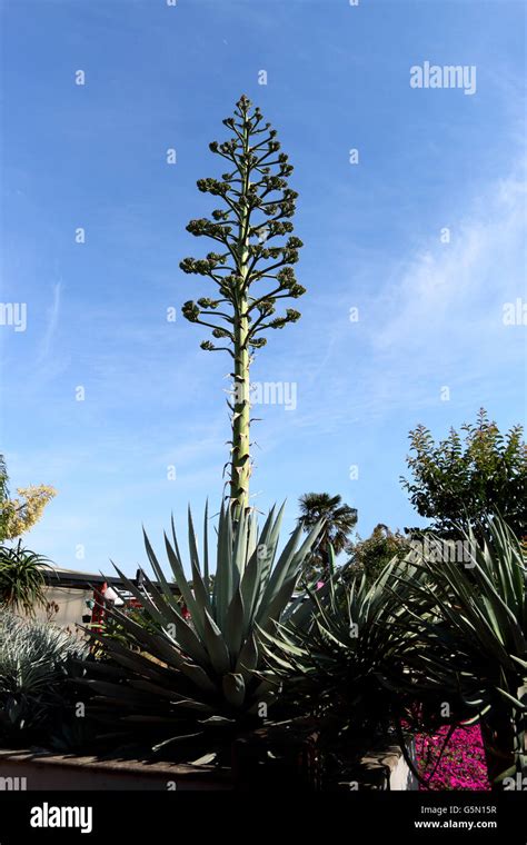 Agave sisalana Perrine or also known as Agave sisalana - Sisal with ...