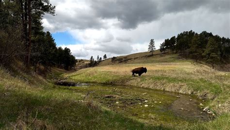 Wind Cave National Park - Black Hills Parks & Forests Association