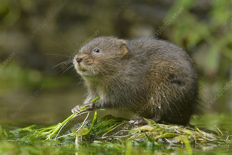 Water vole - Stock Image - C042/8853 - Science Photo Library