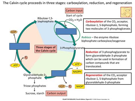 PPT - Photosynthesis: Dark cycle reactions, variation in the dark cycle ...