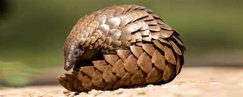 Pangolin Conservation | Pangolin.Africa founding partner