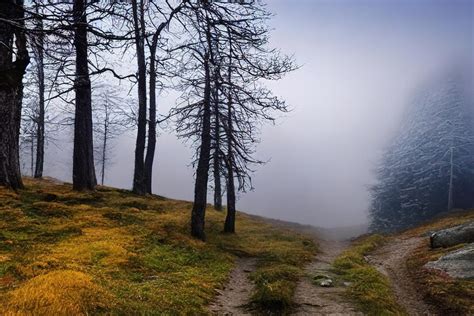 Premium Photo | The trail in the misty forest Misty forest trail Trail ...