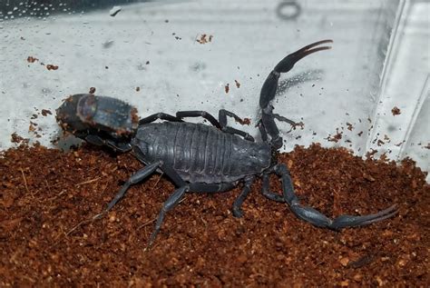 Fattail Scorpion Venom For Sale | Buy Moroccan Black Thick-Tailed venom